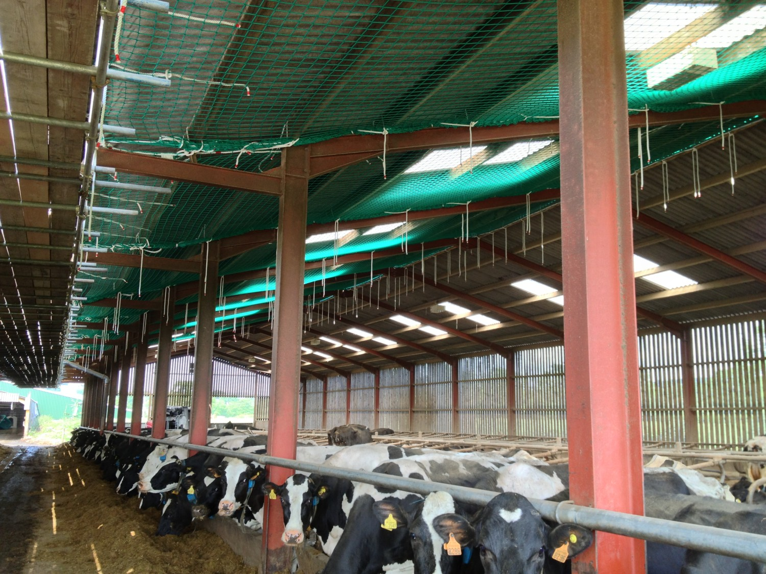 Heat Pump & Solar at Dairy Farm - Cows in a barn